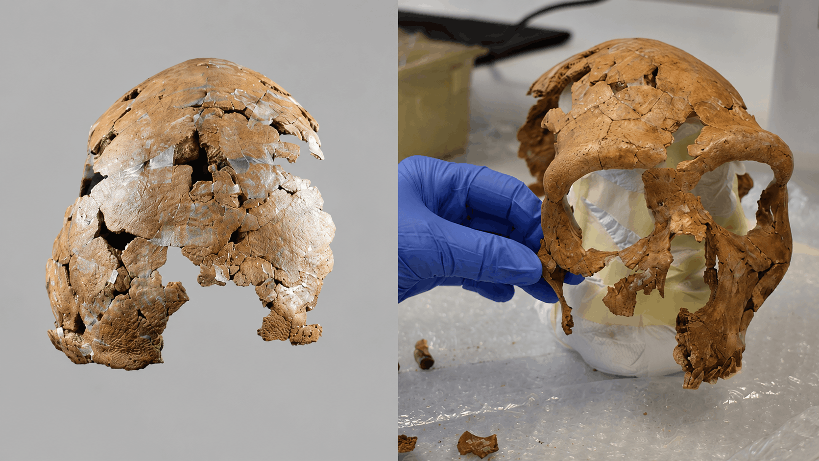 Scientists Reassemble 75,000-Year-Old Neanderthal Skull Crushed Flat in Shanidar Cave