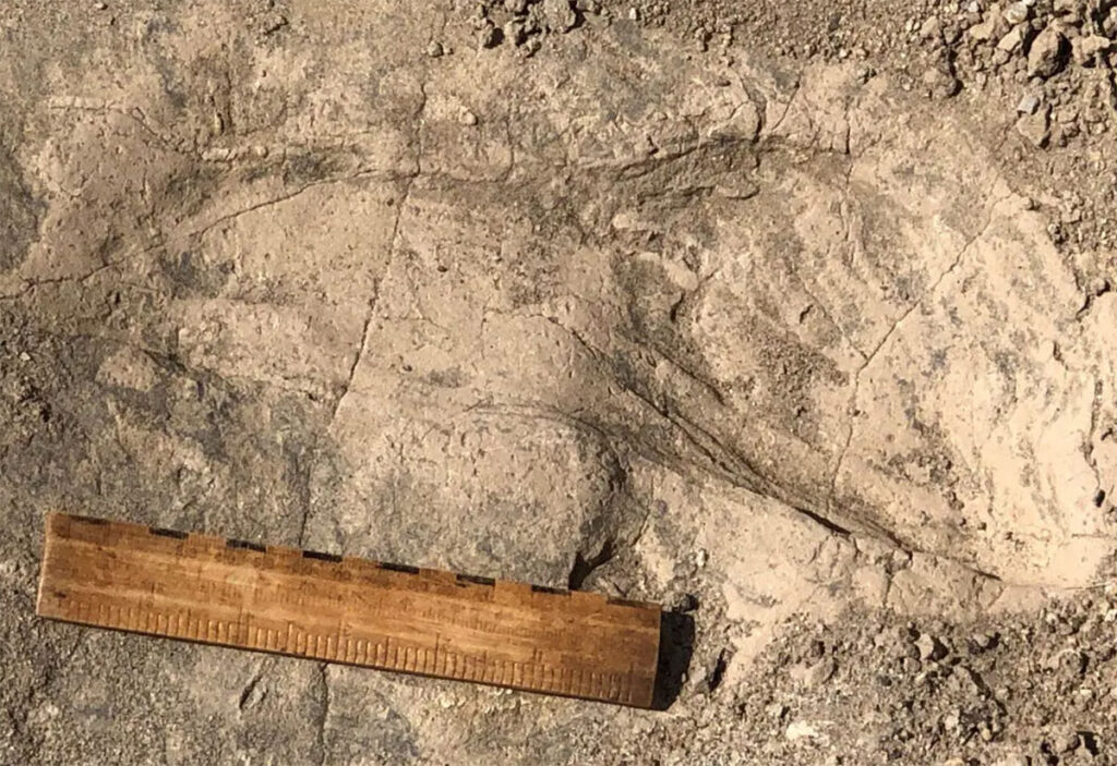 Who Walked the Shores of Ancient Kenya? 1.4-Million-Year-Old Footprints Reveal Surprisingly Large Hominins
