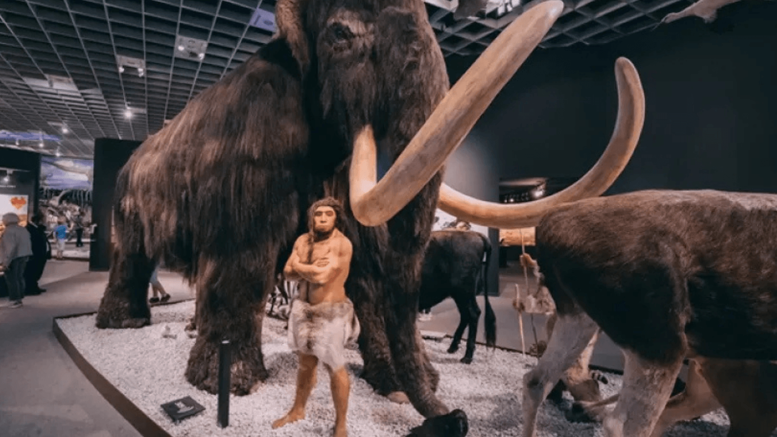 Ancient DNA Reveals Ice Age Humans Disproportionately Targeted Female Woolly Mammoths