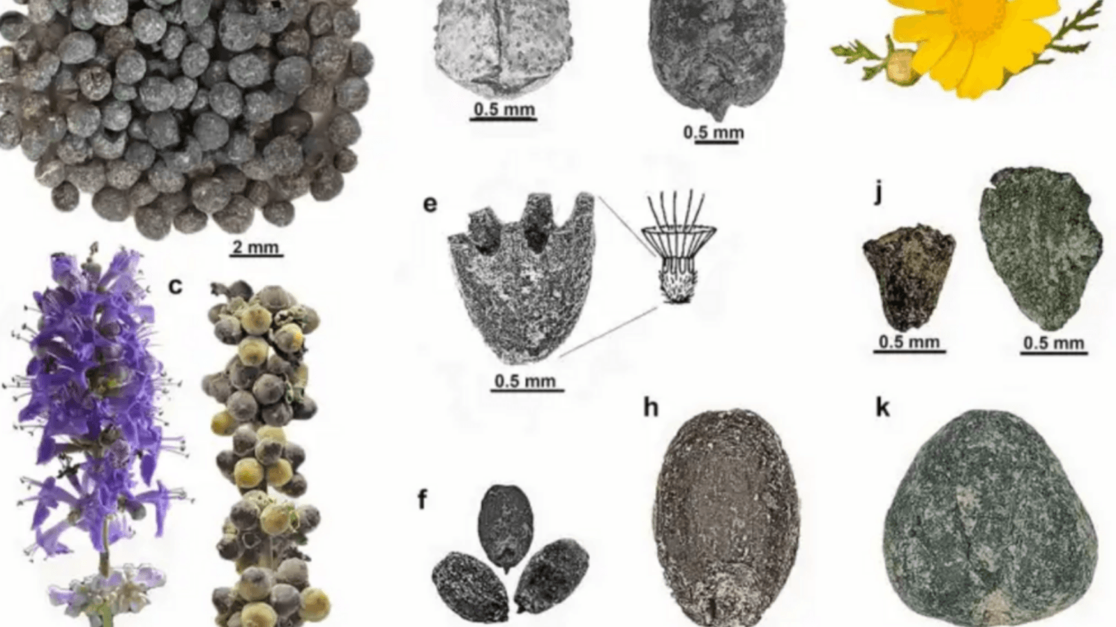 New AI Identifies 7,000-Year-Old Seeds to Reconstruct Ancient Farming