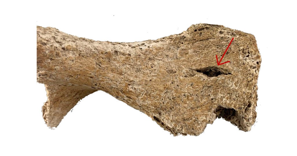 New Analysis of Vienna Mass Grave Holding 129 Men Points to an Unknown Roman-Era Battle