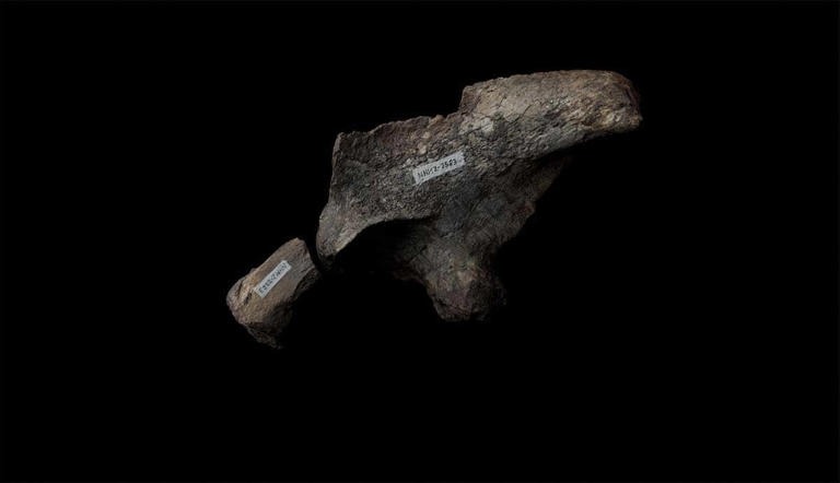 210-Million-Year-Old Dinosaur Found in Zimbabwe Had Survived a Serious Injury or Infection