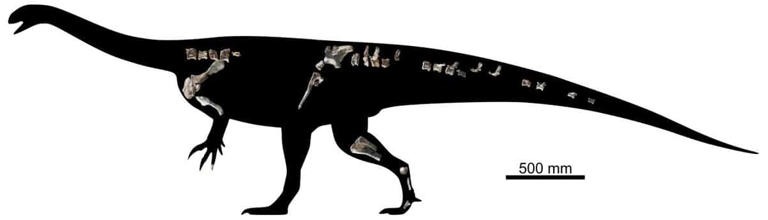 Musango matusadonaensis skeletal reconstruction showing recovered bones within a dinosaur silhouette.