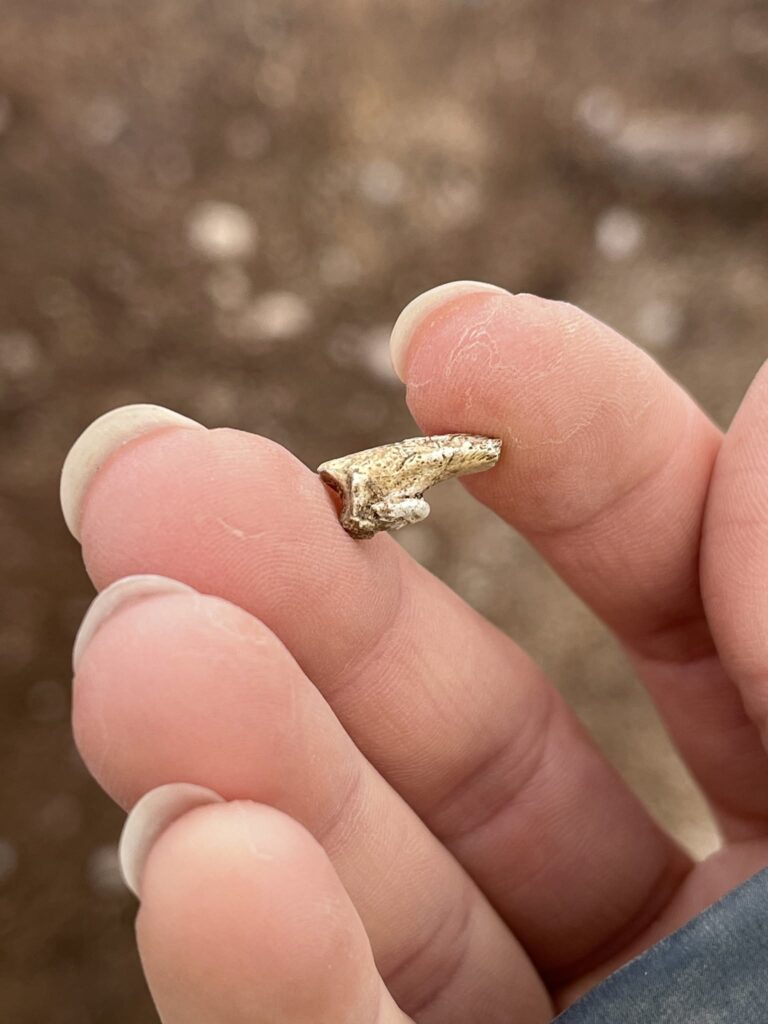 9,000-Year-Old Bones Reveal Moose and Salmon at a Swedish Stone Age Site