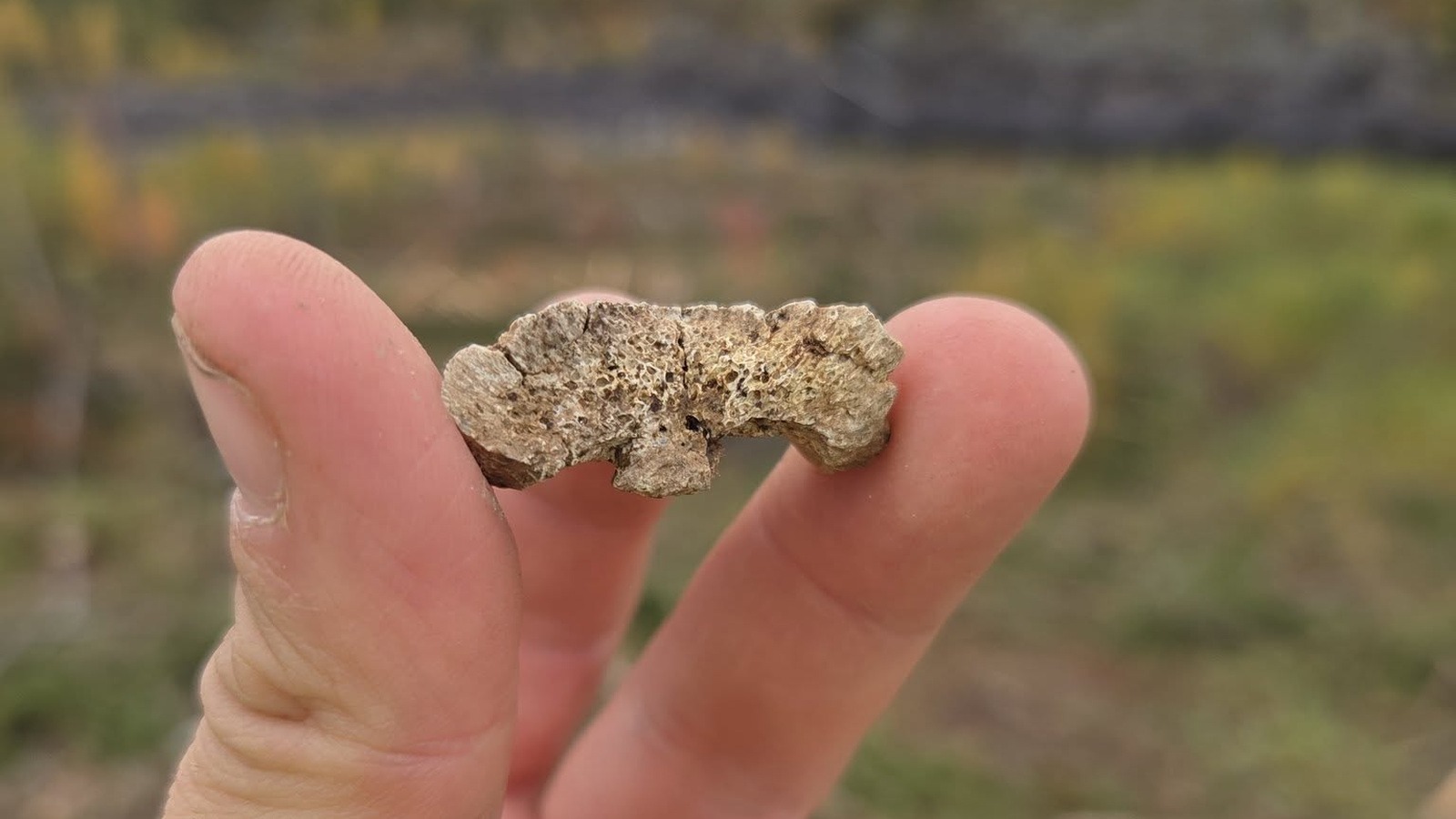 9,000-Year-Old Bones Reveal Moose and Salmon at a Swedish Stone Age Site