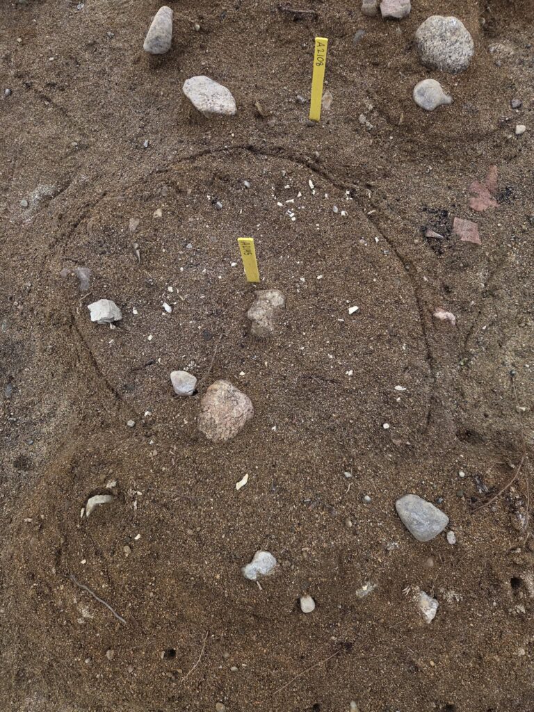 Small white fragments of burned bone scattered across the excavation surface at Laforsen.
