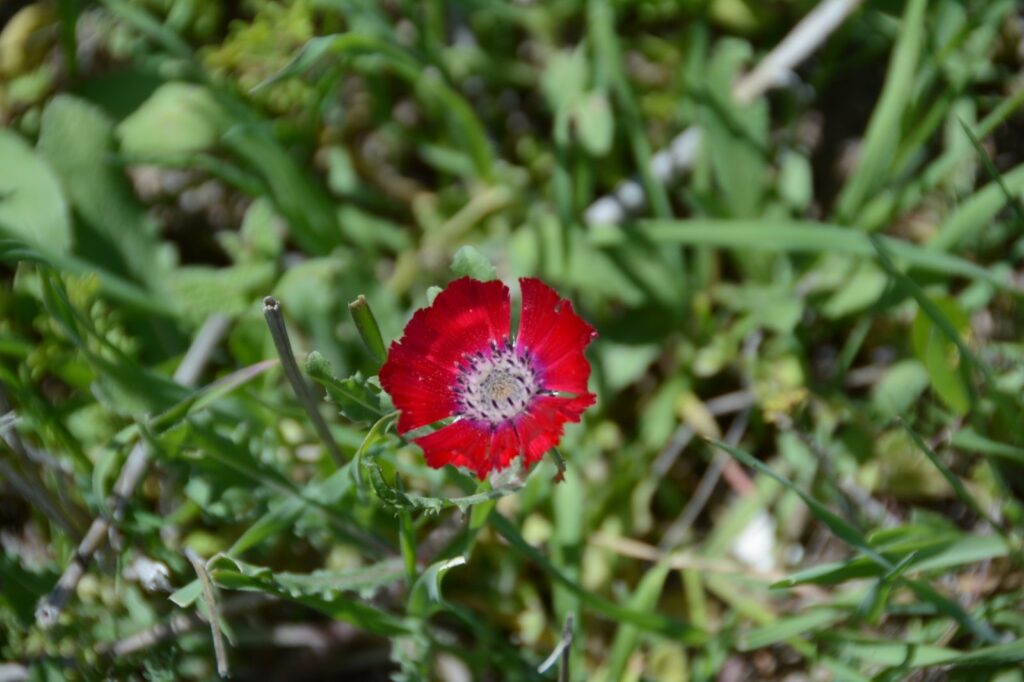 Red and pink Sevgi Flower blooming among green grass in Gölbaşı