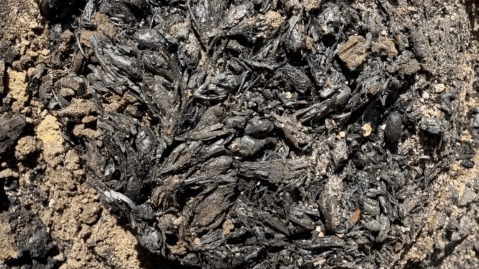 A 6,500-Year-Old Fire May Have Preserved Clues to Europe’s Earliest Beer