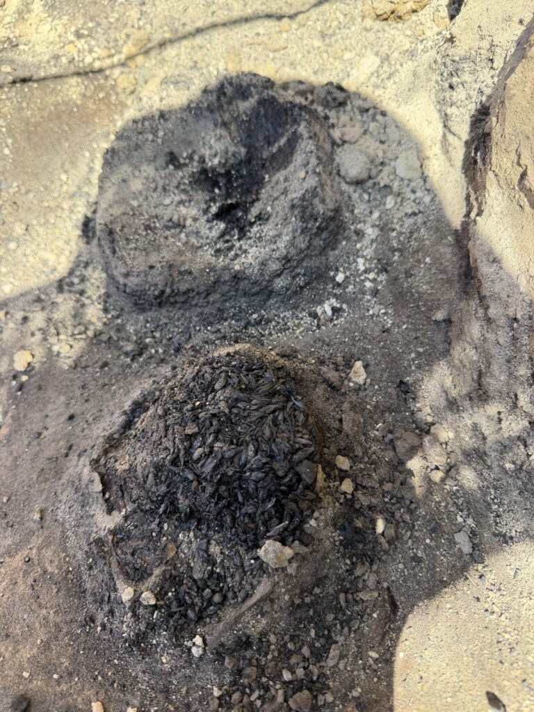 A 6,500-Year-Old Fire May Have Preserved Clues to Europe’s Earliest Beer