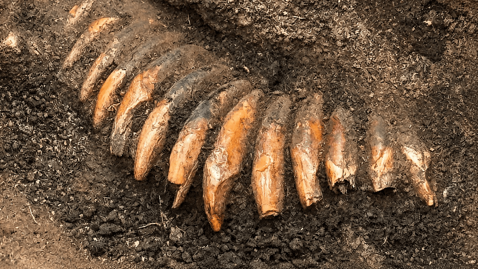 Archaeologists in Poland Found a 5,000-Year-Old Necklace of 42 Teeth—Then They Dug Deeper