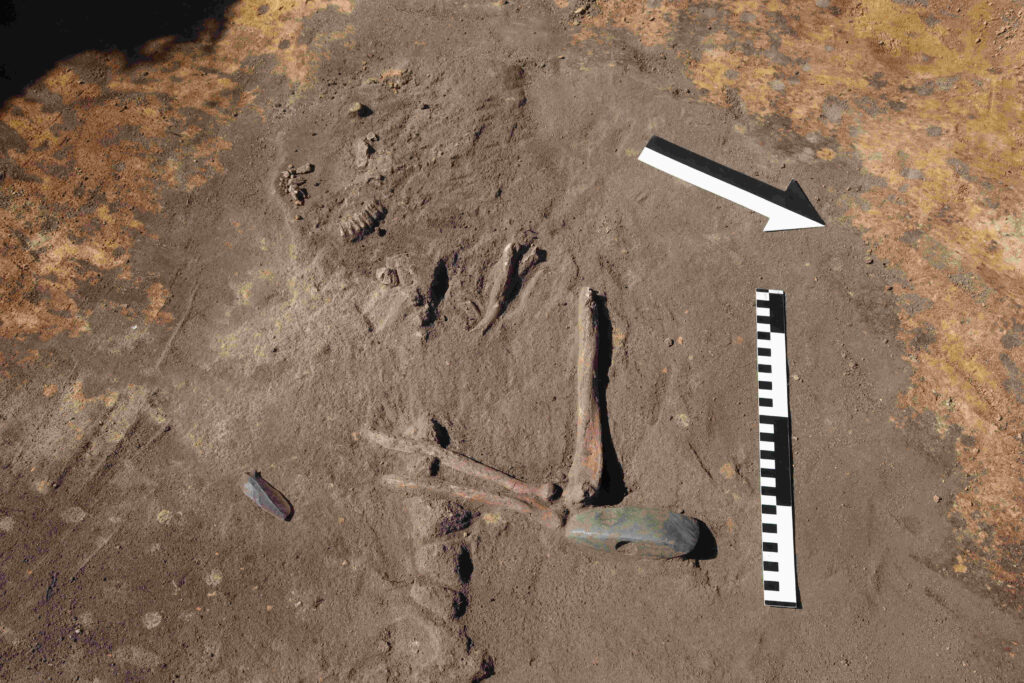 Serpentinite axe and human remains inside the Żórawina burial mound