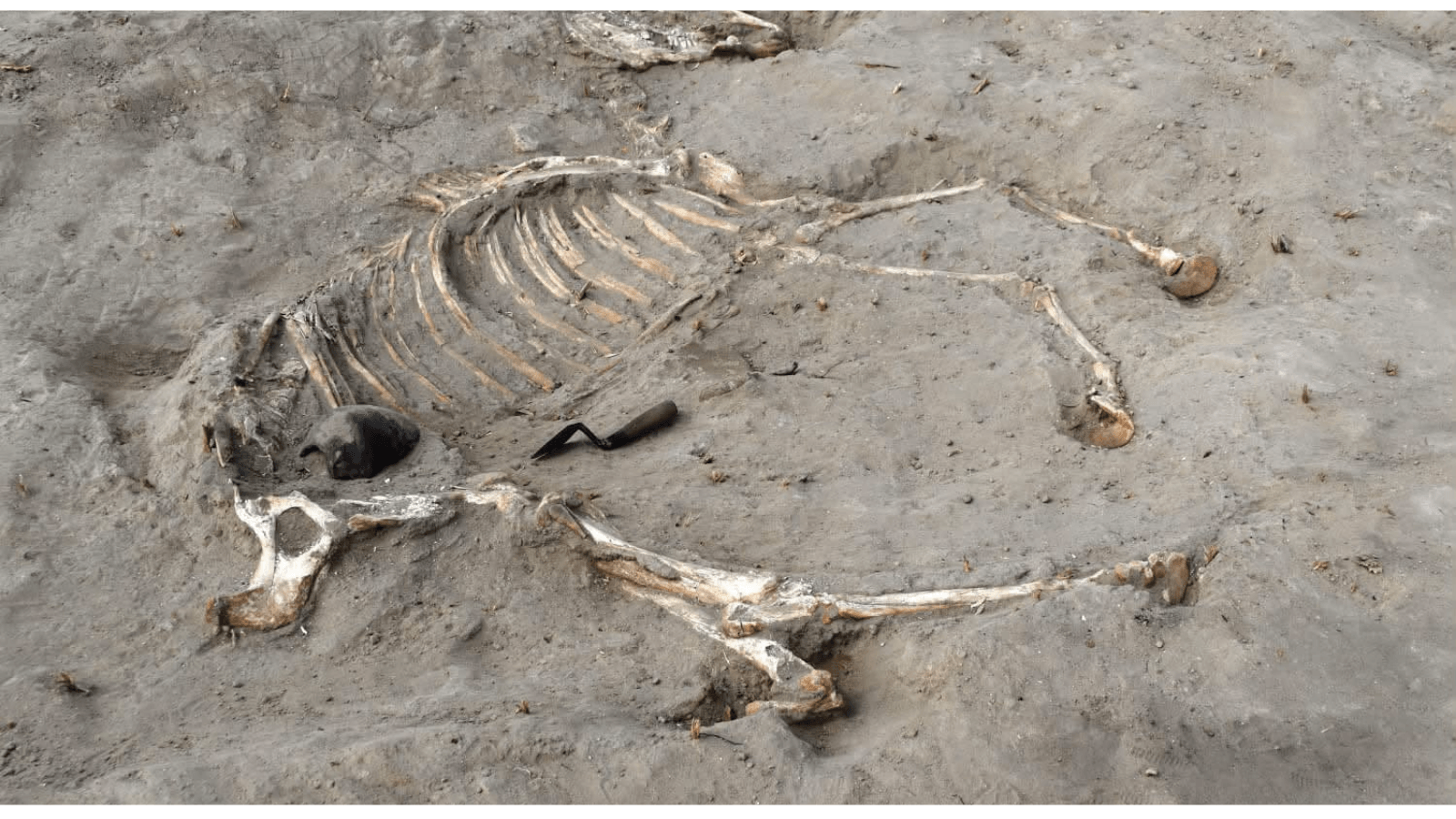 Complete skeleton of a young male horse uncovered at the Tell el-Abqain fortress in Egypt.