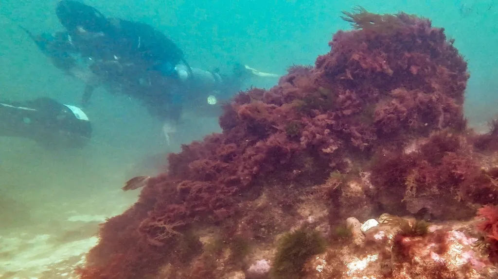 Divers Map Traces of a Medieval English Town Lost to the North Sea 700 Years Ago