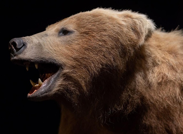 Irish brown bear associated with the reidentified Kerry Cow bones
