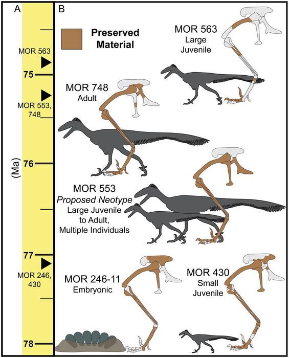 Diagram showing the preserved Troodon fossils from embryonic, juvenile and adult individuals in Montana.