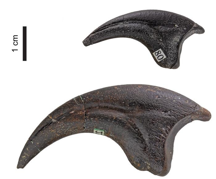 Juvenile and adult Troodon second-toe claws shown beside a one-centimeter scale.