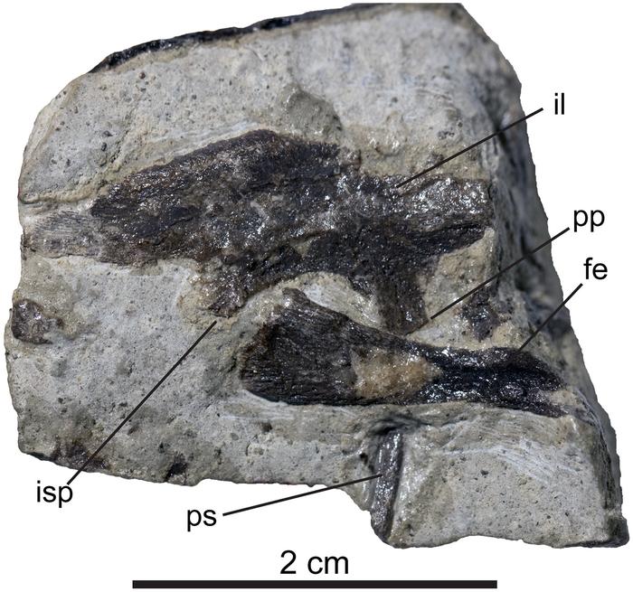 Embryonic Troodon pelvic bones and femur preserved together in a block of rock.