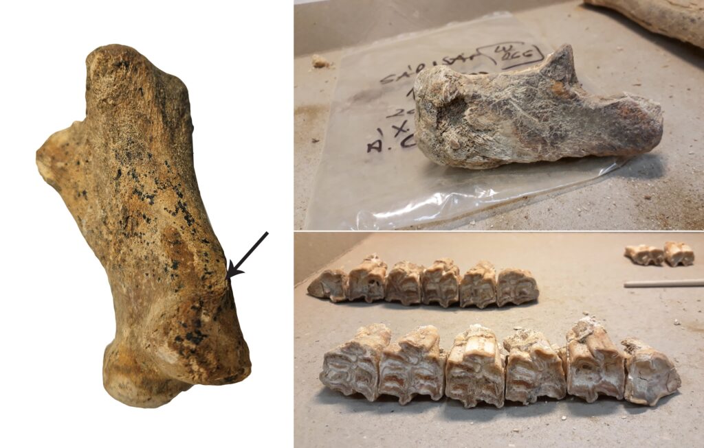 Four Horses bones and teeth examined from the Roman-period carriage burial at Sárisáp, including a phalanx showing signs of overuse.