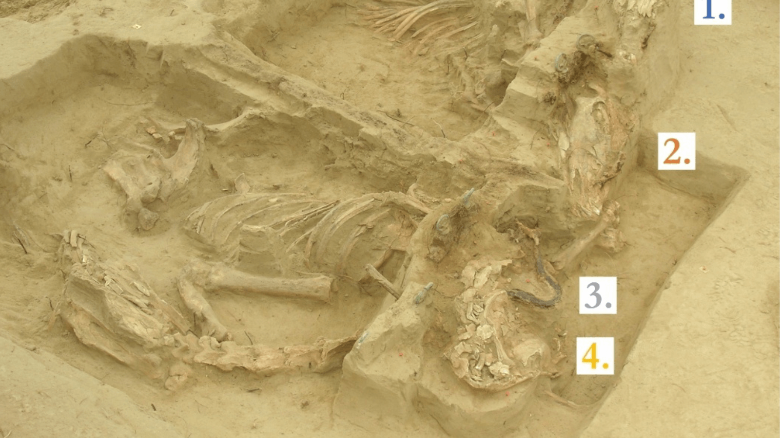 Why Were Four Horses Killed and Buried With a Roman Carriage in Hungary?