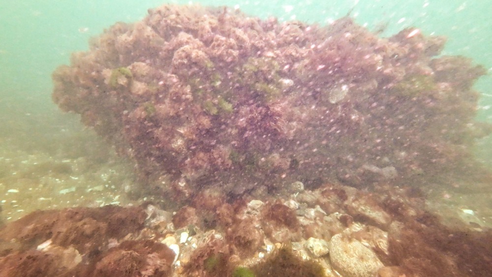 Broad medieval flint wall covered with seaweed beneath the sea near Cromer.