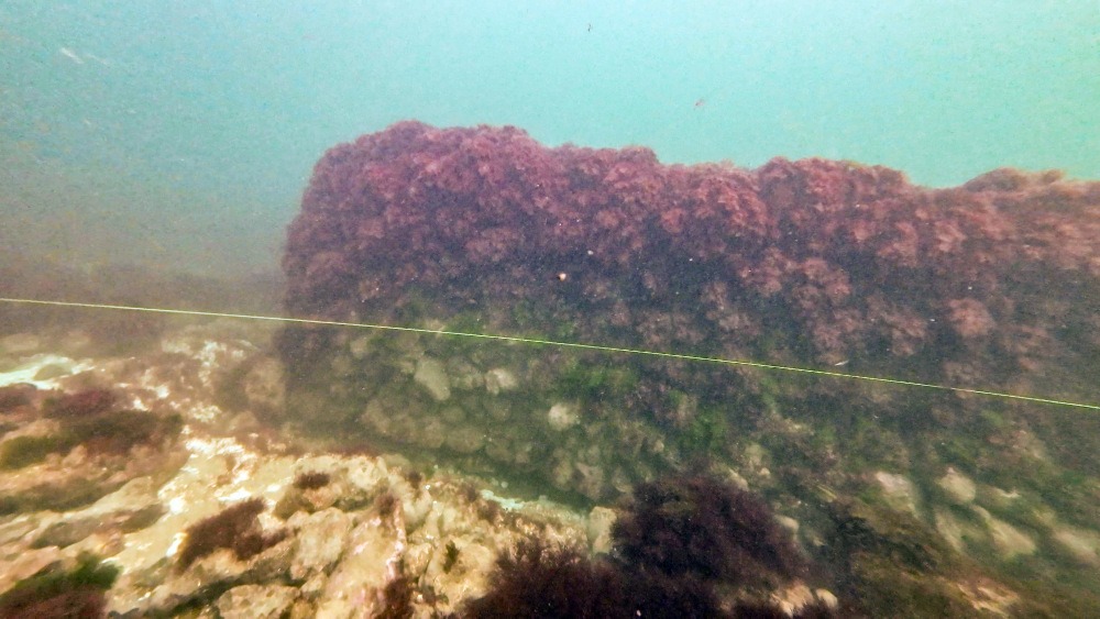Long seaweed-covered flint wall on the seabed off Cromer.