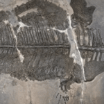 Nearly complete fossil skeleton of the Triassic marine amphibian Gerrothorax maritimus discovered in China.