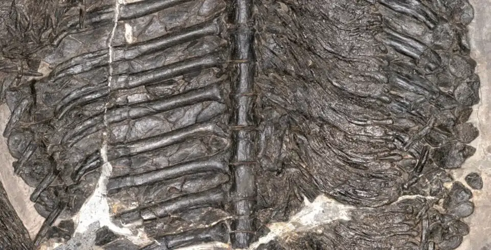 Close-up of the fossilized rib cage and bony body armor of Gerrothorax maritimus.