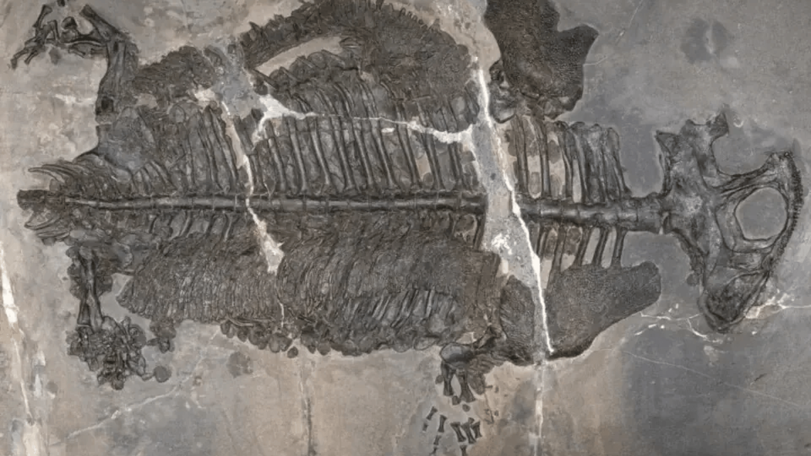 Nearly complete fossil skeleton of the Triassic marine amphibian Gerrothorax maritimus discovered in China.