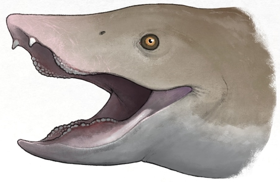 Artistic reconstruction of Ammonitritor scientiacivium showing its short snout, open jaws, and rows of rounded teeth.