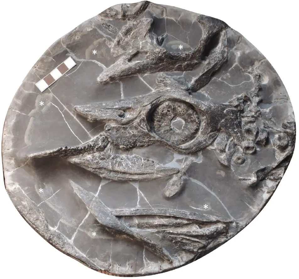 Nearly complete fossil skull of the Triassic marine reptile Ammonitritor scientiacivium preserved in rock.