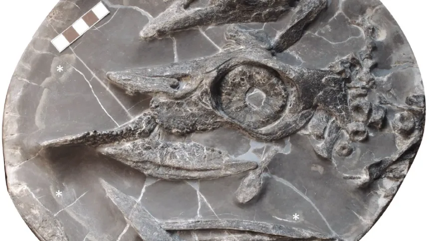 Close-up of the 250-million-year-old fossil skull of Ammonitritor scientiacivium preserved in a rock concretion.