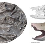 Fossil skull of the 250-million-year-old marine reptile Ammonitritor scientiacivium, with anatomical drawings and a life reconstruction.