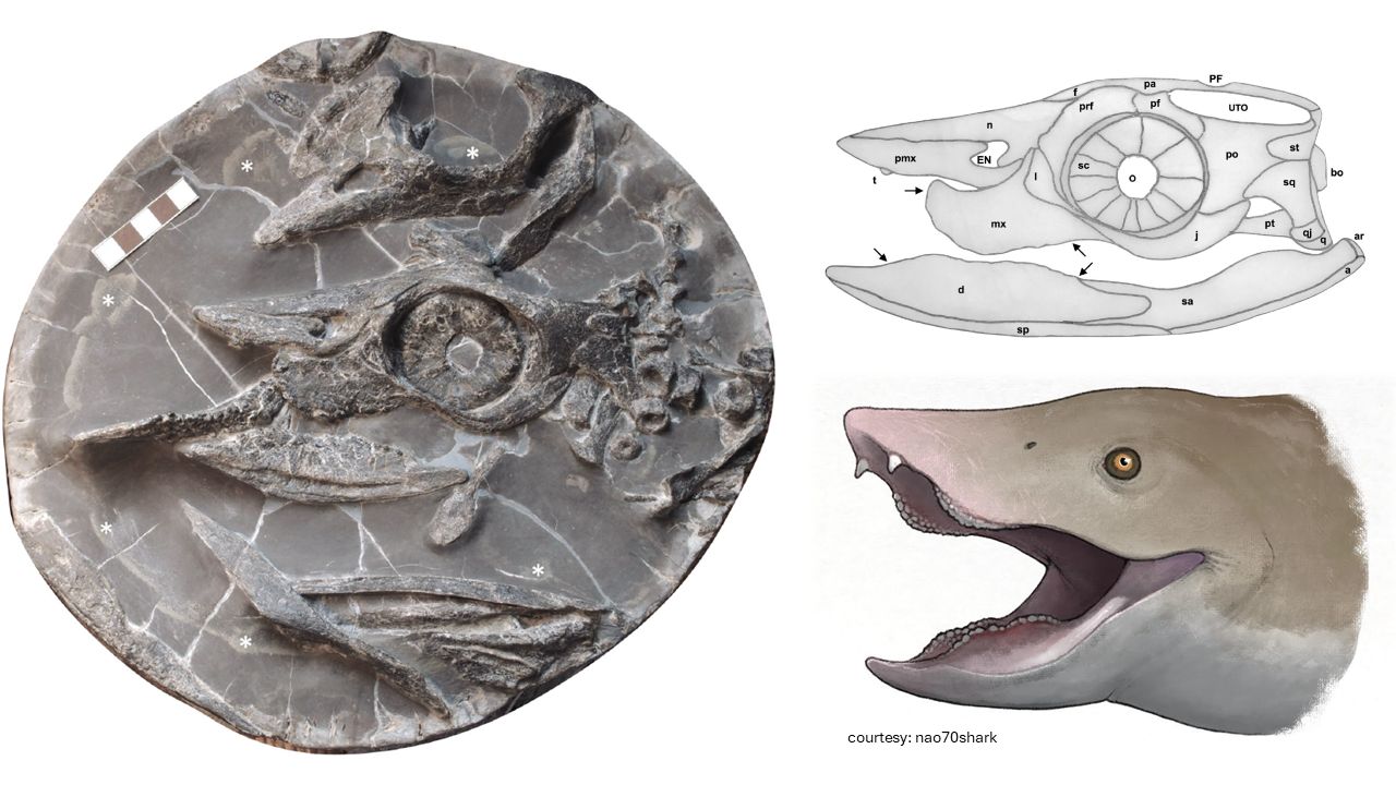 Fossil skull of the 250-million-year-old marine reptile Ammonitritor scientiacivium, with anatomical drawings and a life reconstruction.