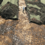 Aerial photograph showing rows of ancient postholes uncovered during archaeological excavations near Schæfergårde, Denmark.