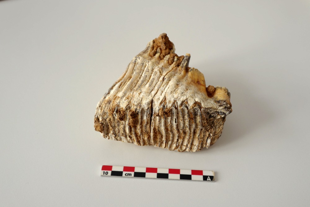 Fossilized molar tooth of a young mammoth discovered at the Breitenbach Paleolithic site in Germany, displayed beside a centimeter scale.