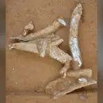 Mammoth bones and ivory fragments preserved in the soil at the 30,000-year-old Breitenbach archaeological site in Germany.