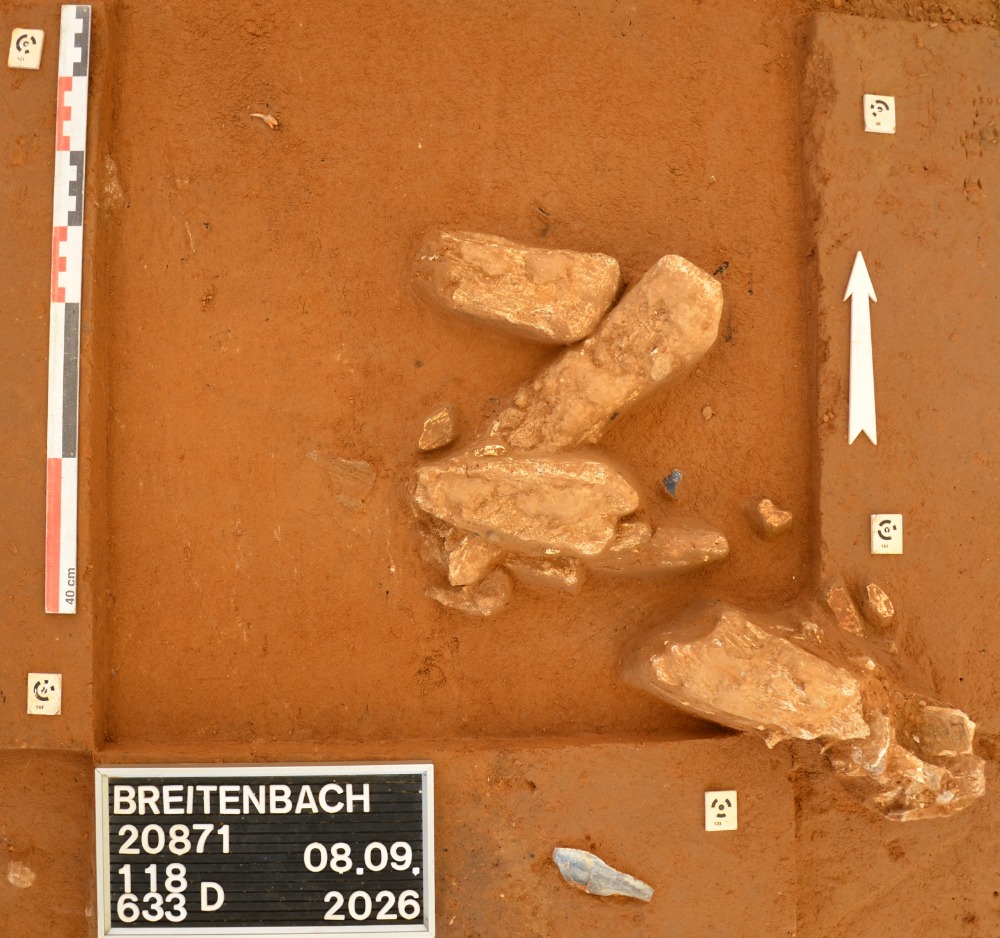 Mammoth bones uncovered in reddish soil at the Breitenbach excavation in Germany, photographed with an archaeological measuring scale and north arrow.