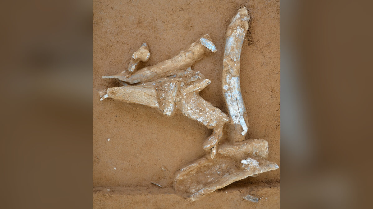 Mammoth bones and ivory fragments preserved in the soil at the 30,000-year-old Breitenbach archaeological site in Germany.