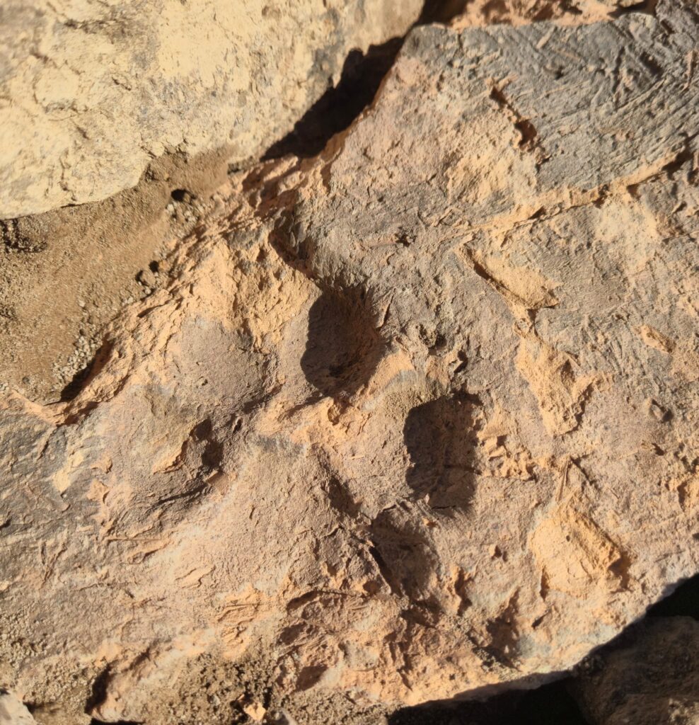 Dog paw impressions visible on an ancient mudbrick among the archaeological remains.