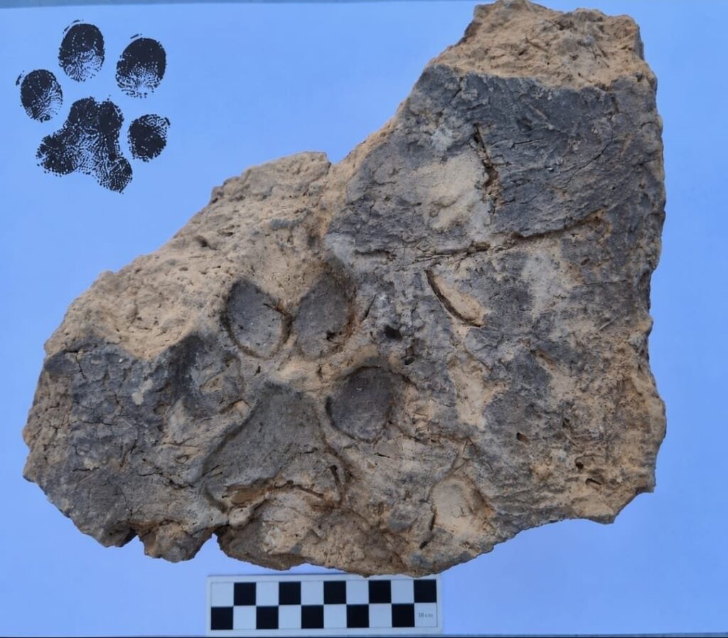4,000-Year-Old Dog Paw Prints Found in Bronze Age House Ruins in Türkiye