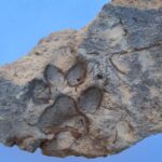 Close-up of dog paw impressions preserved in a 4,000-year-old mudbrick.