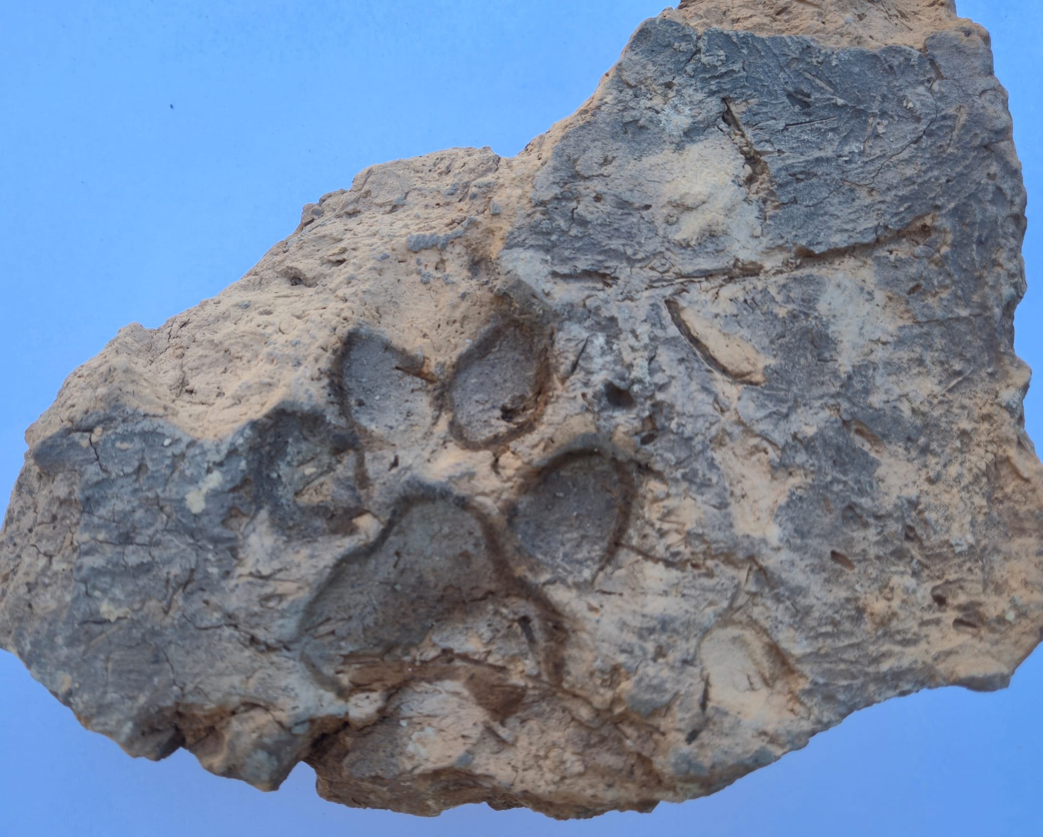 Close-up of dog paw impressions preserved in a 4,000-year-old mudbrick.