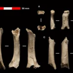 Neanderthal hand bone fossils displayed from multiple angles against a black background.