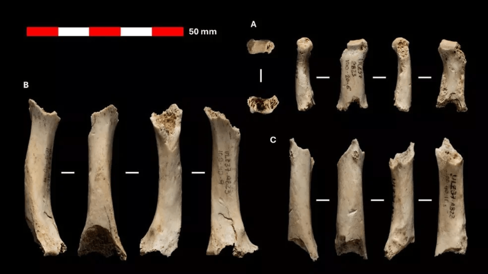 Neanderthal hand bone fossils displayed from multiple angles against a black background.