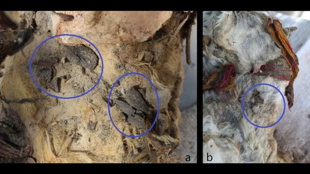 500-year-old coca leaves found on llamas sacrificed in Peru shed light on an Inca ritual