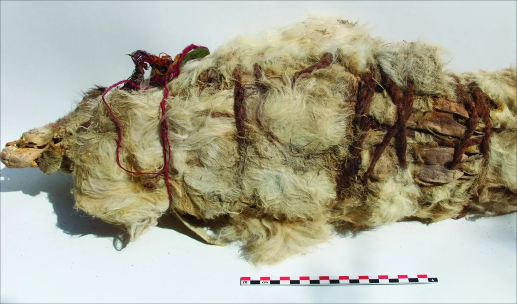 500-year-old coca leaves found on llamas sacrificed in Peru shed light on an Inca ritual