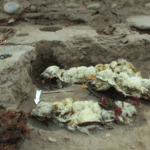 500-year-old coca leaves found on llamas sacrificed in Peru shed light on an Inca ritual