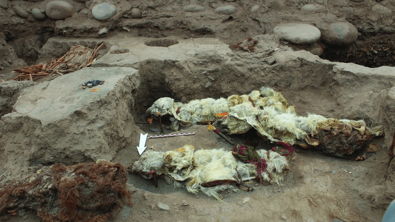 500-year-old coca leaves found on llamas sacrificed in Peru shed light on an Inca ritual