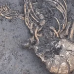 Close-up of a Neolithic teenager's skull, rib cage, and arm bones partially exposed in the soil during archaeological excavations in Großköllnbach, Germany.