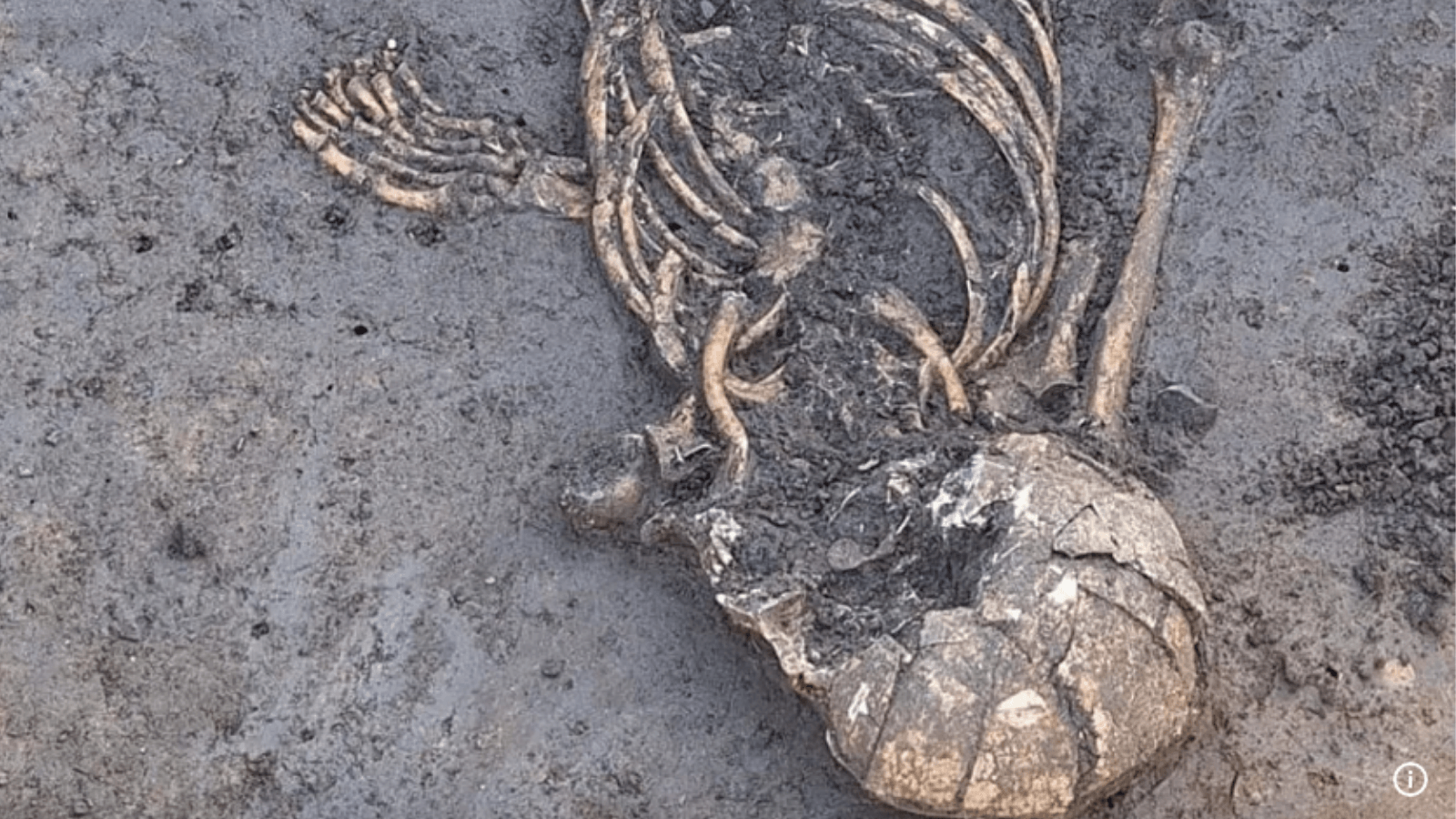 Close-up of a Neolithic teenager's skull, rib cage, and arm bones partially exposed in the soil during archaeological excavations in Großköllnbach, Germany.